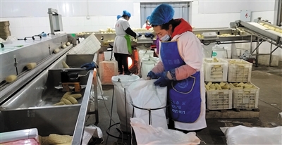 天镇县同兴源果蔬开发有限公司加工基地里，经过分拣、清洗、蒸煮、速冻、真空包装等多道自动化工序，鲜糯玉米化身标准化商品食材，全年稳定供应市场。苑捷摄