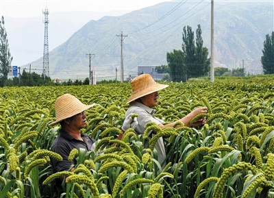 图为种植户正在查看谷子长势。戎禹仁摄