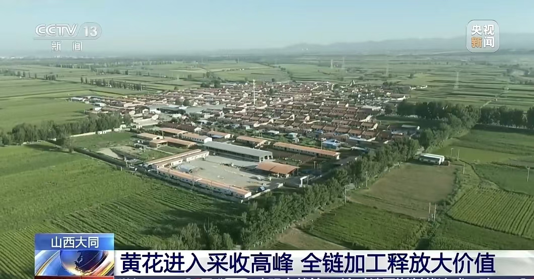 山西大同 黄花进入采收高峰 全链加工释放大价值