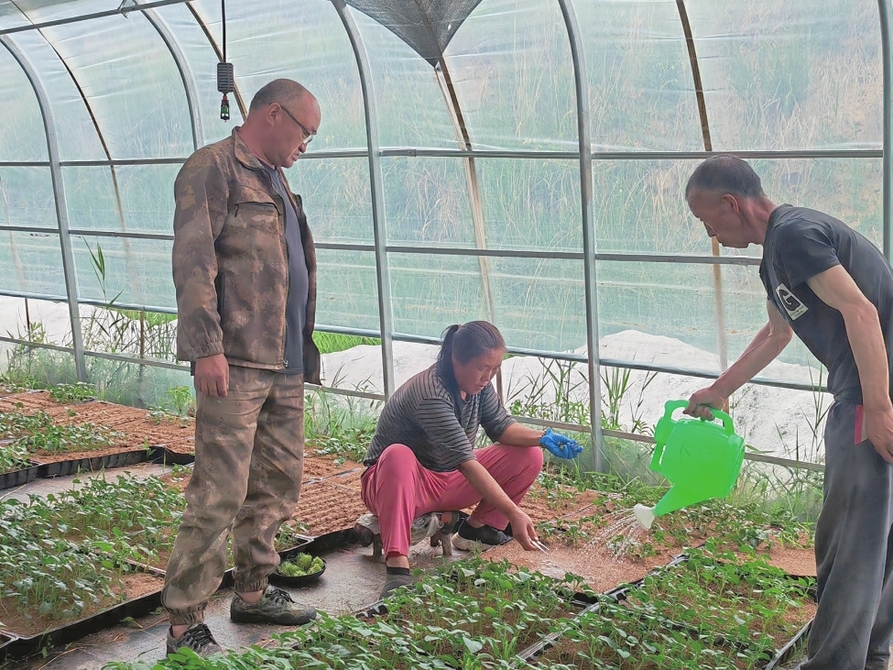 种薯繁育基地大棚里，村民们精心给薯苗浇水。