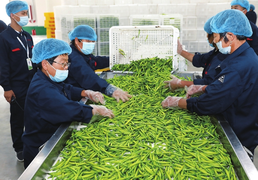 黄花合作社的工人正在分拣鲜黄花菜。王中勋摄