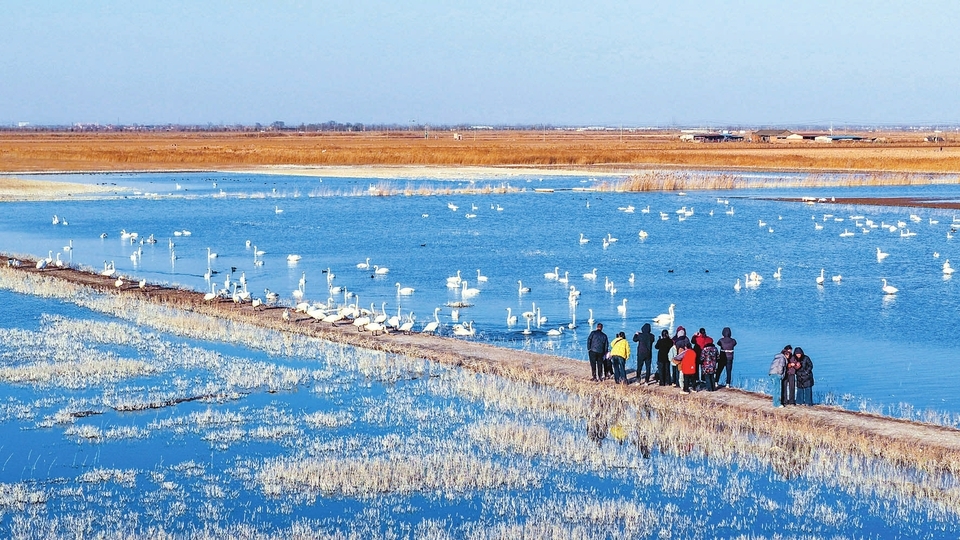每年10月下旬至次年3月是永济市伍姓湖湿地最佳观鹅时间,成群的白天鹅在此栖息觅食,吸引众多市民前来观赏,构成一幅人与自然和谐共生的温馨画卷。程永仁摄