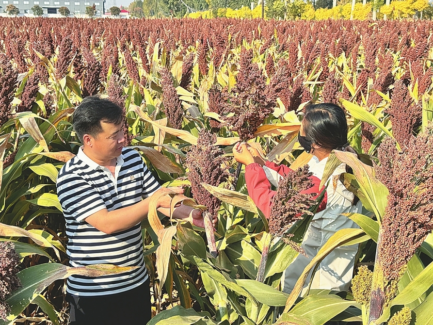 农技人员走进田间，近距离查看高粱长势。 刘迎春 摄
