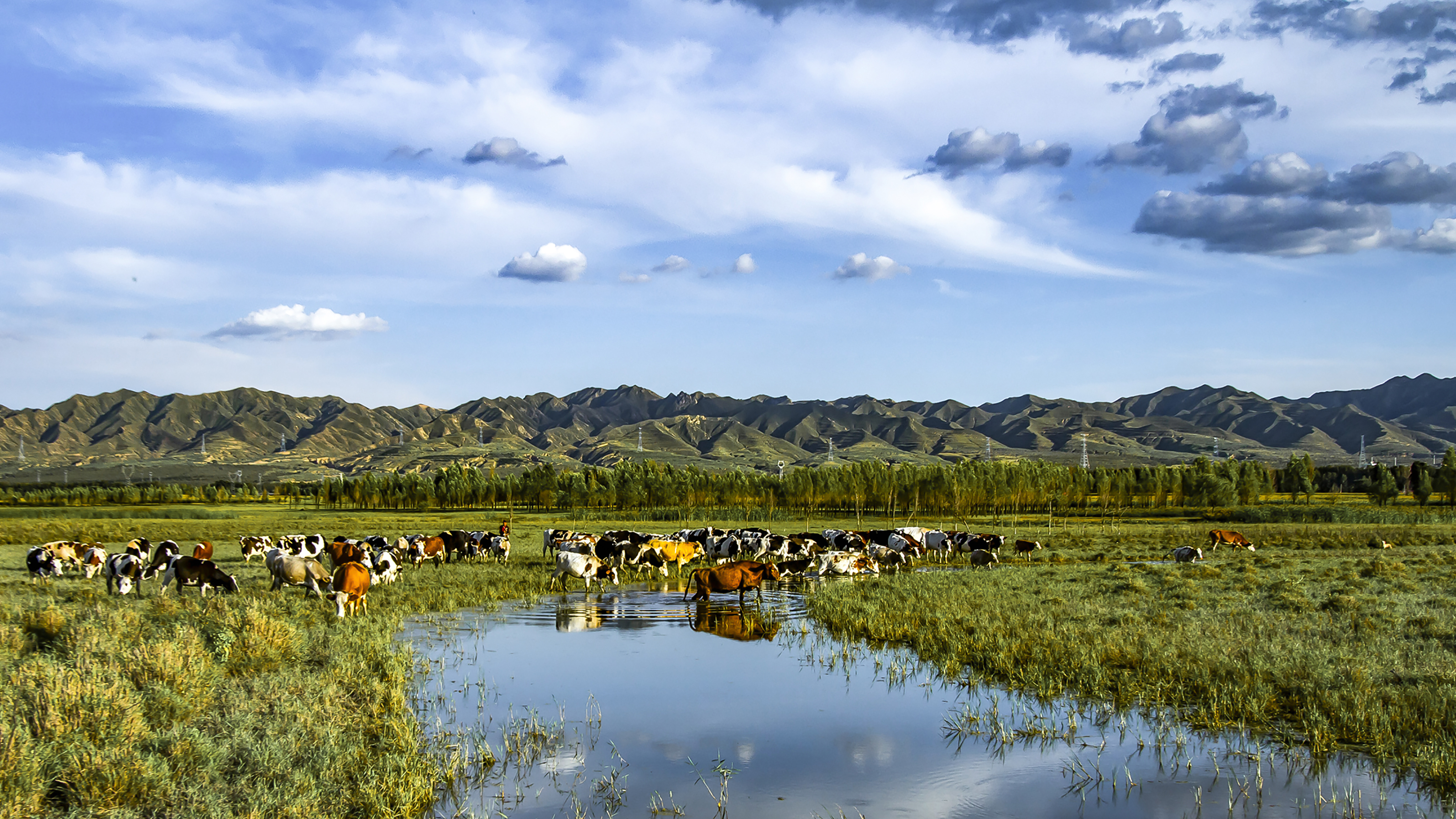 地肥水美牛羊壮(大同市桑干河牧牛图)