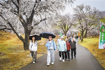 4月13日，2026阳高县守口堡“长城杏韵”文化旅游季启幕。图为游客雨中赏杏花。韩堃摄