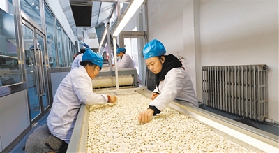 图为天镇县通航粮贸公司的小杂粮生产线上，工人们正在对白芸豆进行严格筛选，确保品质良好。苑捷摄