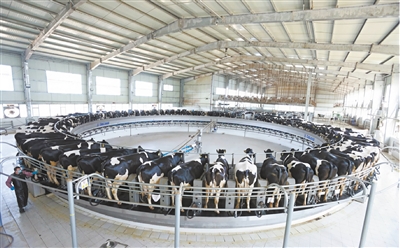 2025年全市肉蛋奶总产量是2005年的2.9倍,畜牧业总产值更是跃升至2005年的4.7倍。苑捷摄