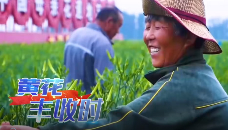 大同黄花